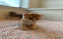 British Shorthair cats for sale: British Shorthair Golden & Bluegolden kitten GCCF - Image 29