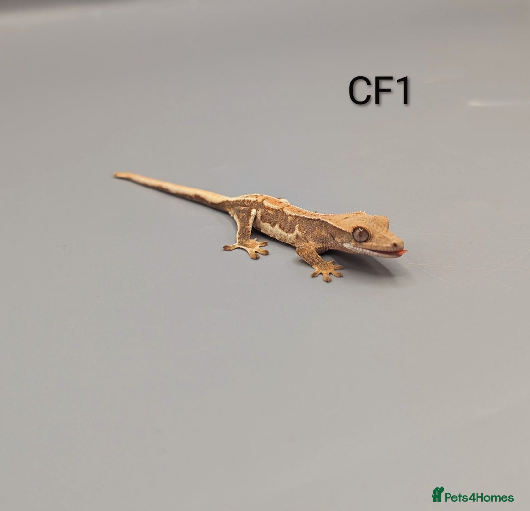 Gecko reptiles for sale: Red Lily White Crested Gecko  - Advert 5