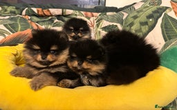 Pomeranian dogs for sale: 🏆The best you can get Russian Taiwan bloodlines - Image 6