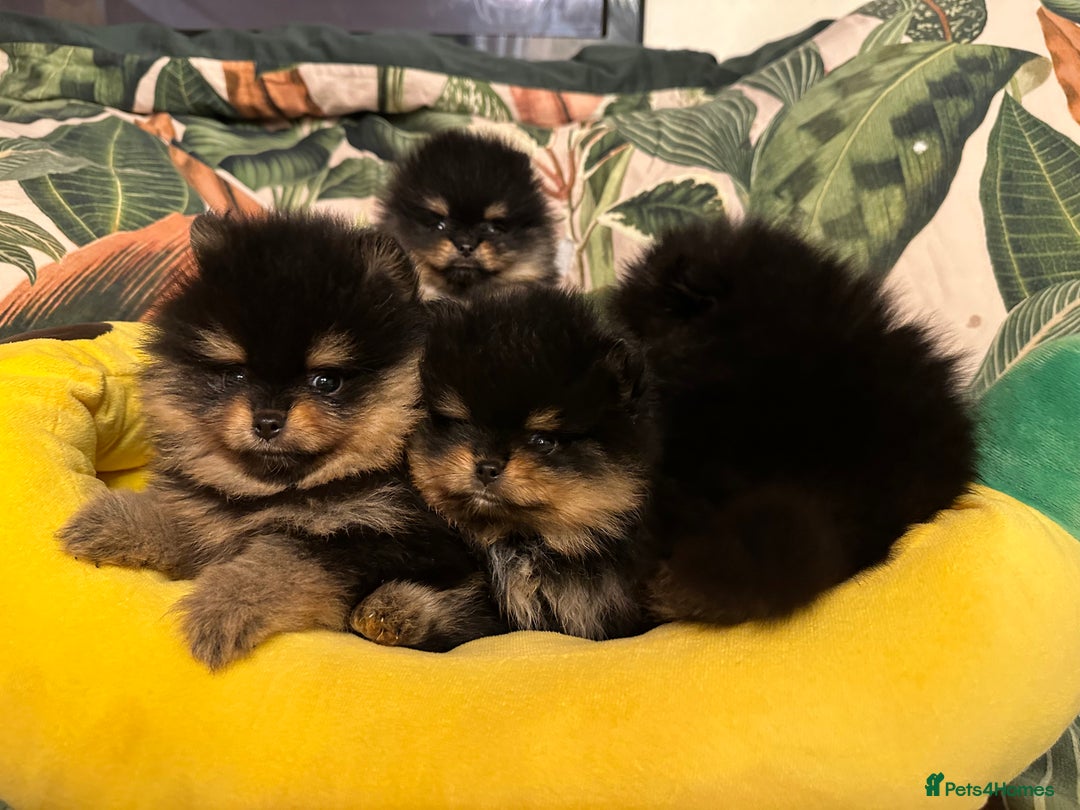 Pomeranian dogs for sale: 🏆The best you can get Russian Taiwan bloodlines - Image 6