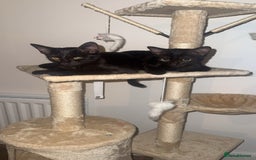 Mixed Breed cats for sale: 6 month old black mixed oriental Boy  - Image 2