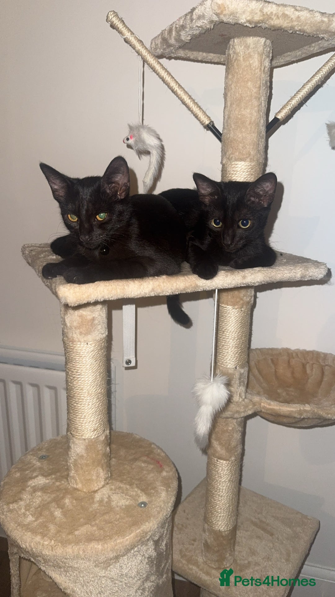 Mixed Breed cats for sale: 6 month old black mixed oriental Boy  - Image 2
