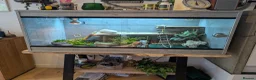 Bearded Dragon reptiles for sale: Bearded dragon - 1 year old - Advert 5