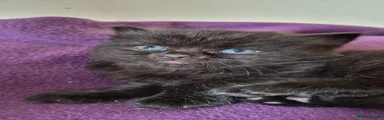 British Shorthair Kitten 3