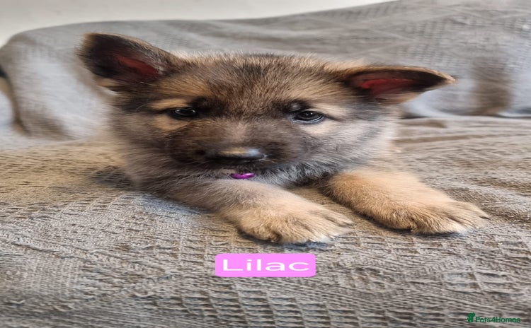 German Shepherd dogs - Advert 9