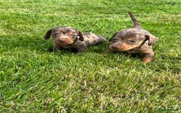 Miniature Dachshund dogs for sale: Beautiful Miniature chocolate & Dapple Puppies - Image 10