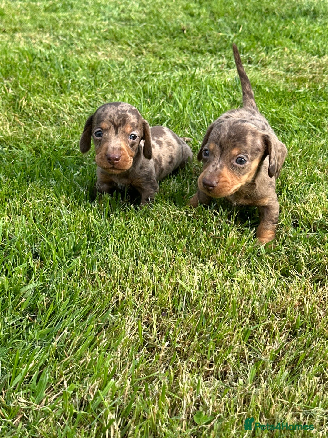 Miniature Dachshund dogs for sale: Beautiful Miniature chocolate & Dapple Puppies - Image 10