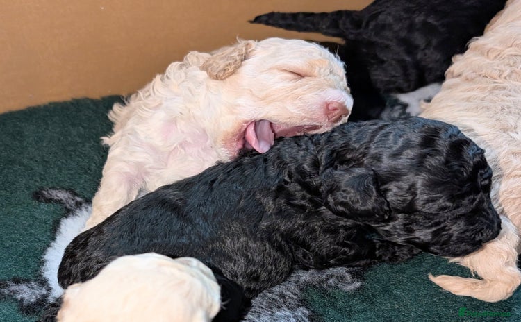 Miniature Poodle dogs - Advert 1