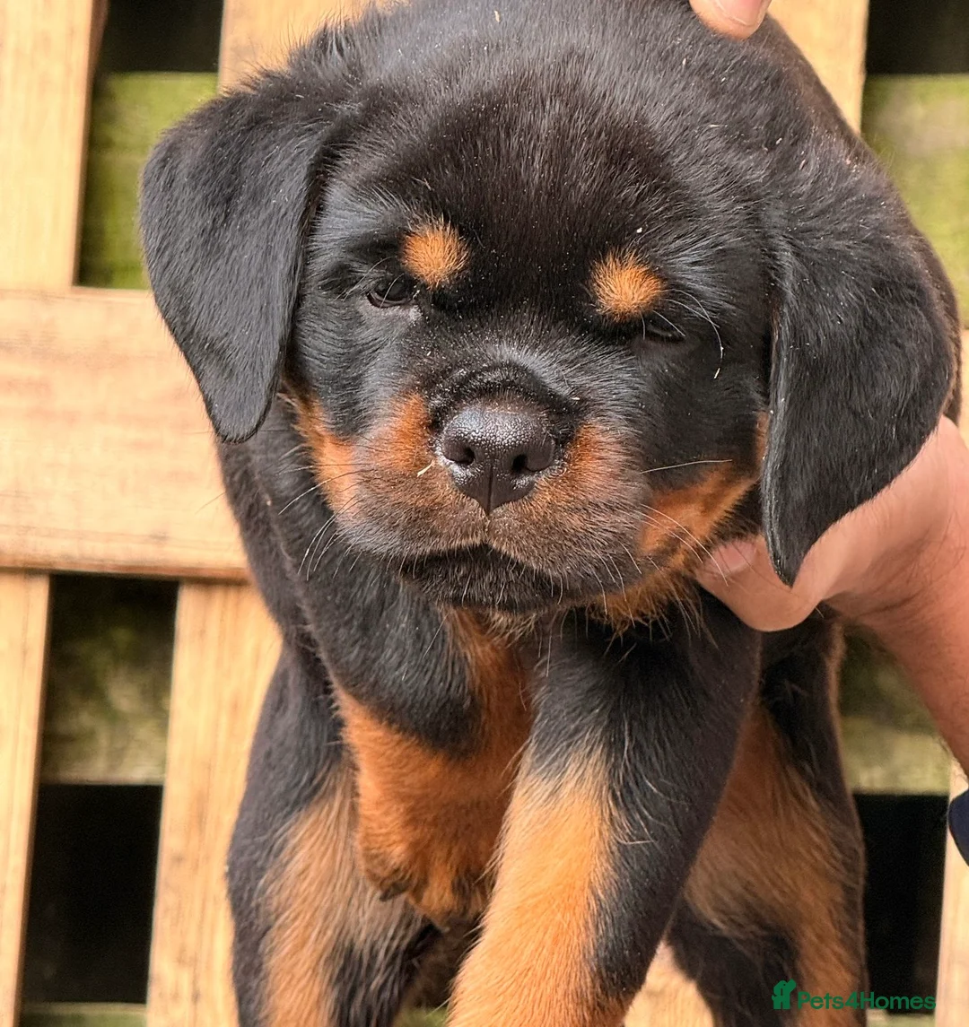 Rottweiler dogs for sale: Top quality kc pups for sale timitor X edelstein - Advert 10