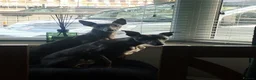Whippet dogs for sale: Whippet puppies  in Liverpool - Advert 10