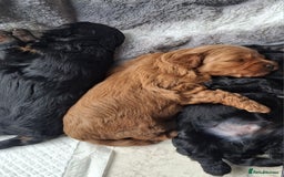 Cavapoo dogs for sale: Toy Cavapoo puppies - Image 18