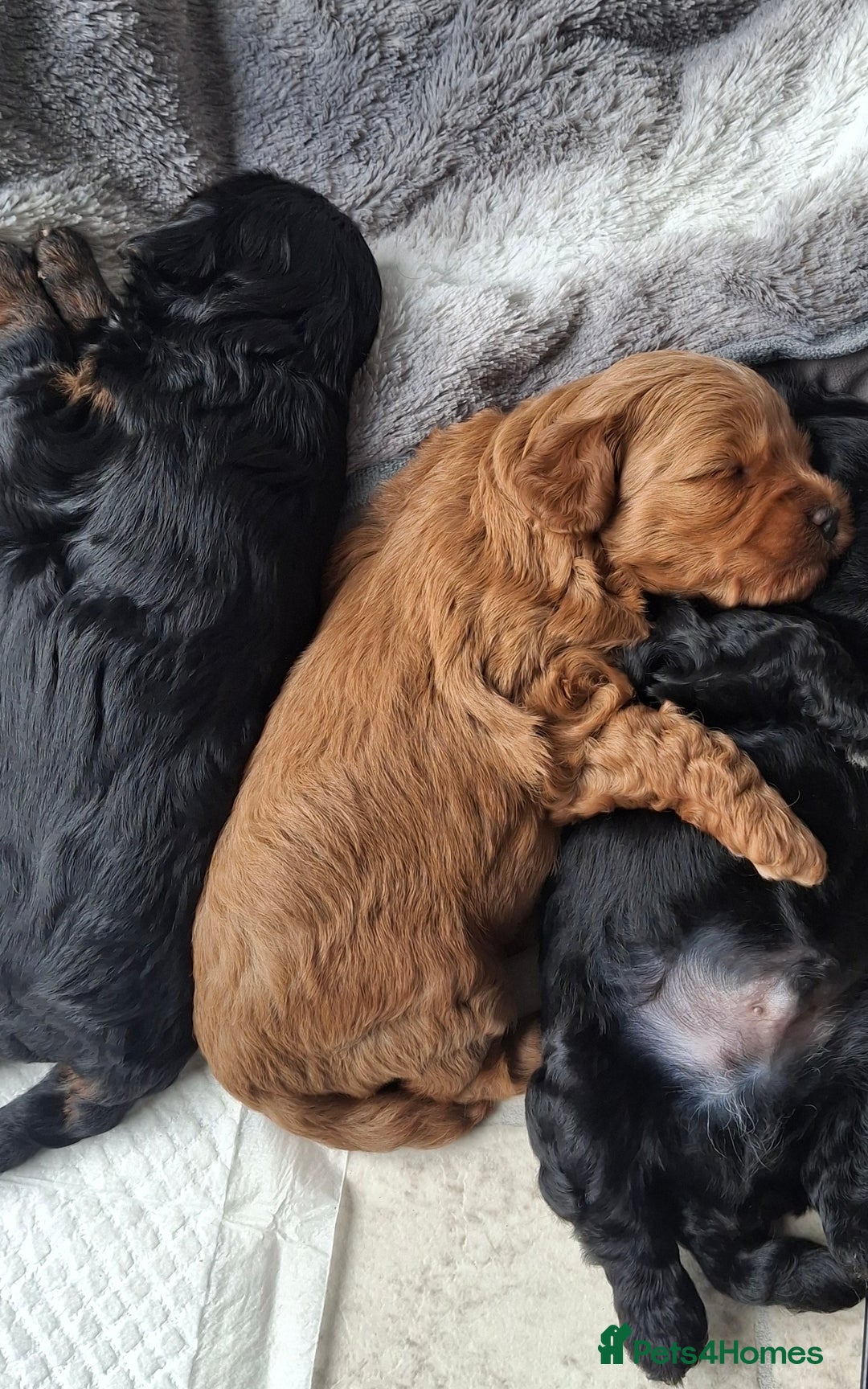 Cavapoo dogs for sale: Toy Cavapoo puppies - Image 18