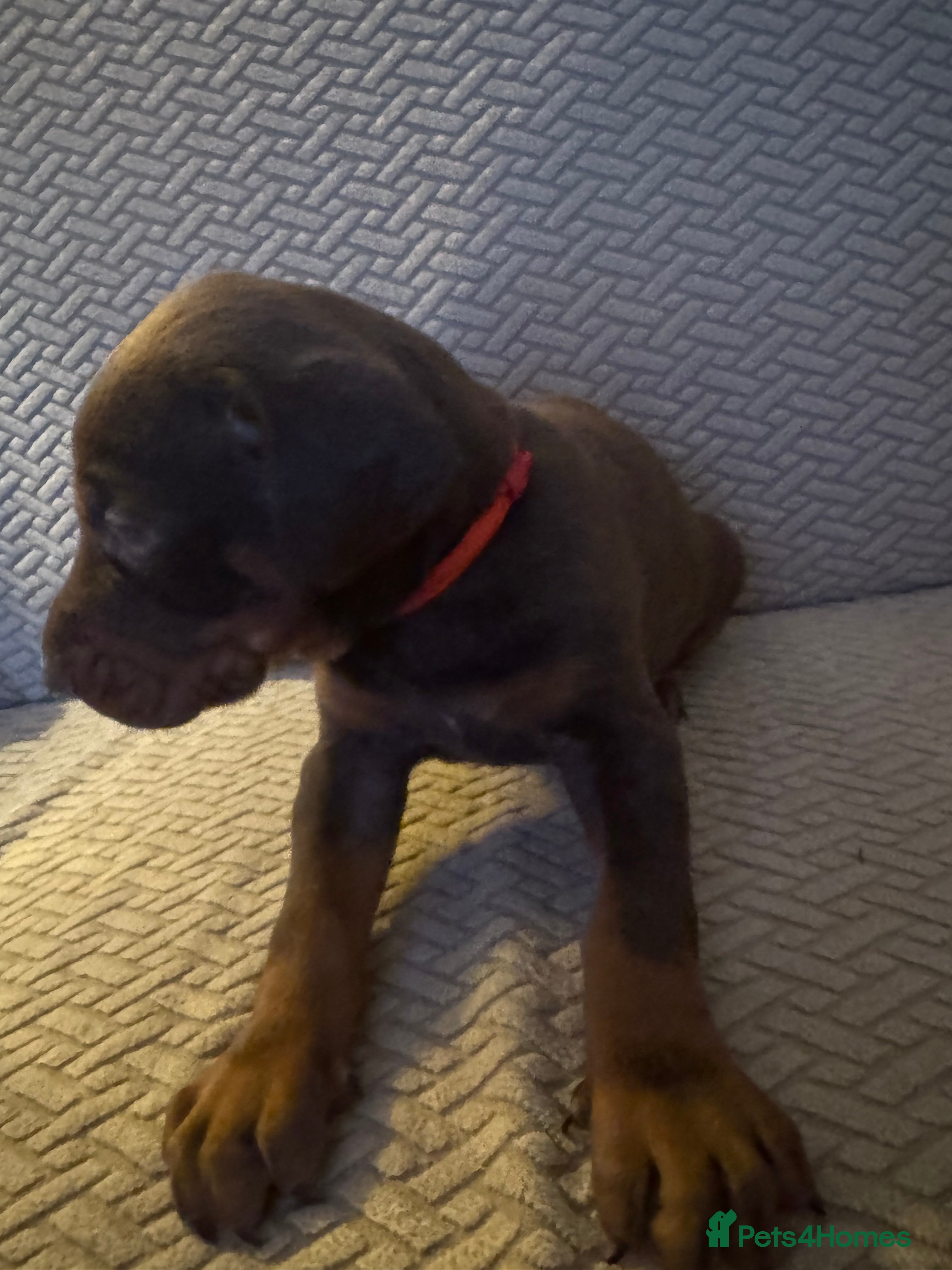 Dobermann dogs Beautiful Doberman puppies  - Advert 2