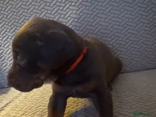 Dobermann dogs Beautiful Doberman puppies - Advert 2