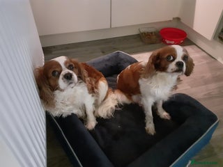 Cavalier King Charles Spaniel dogs for sale - Advert 1