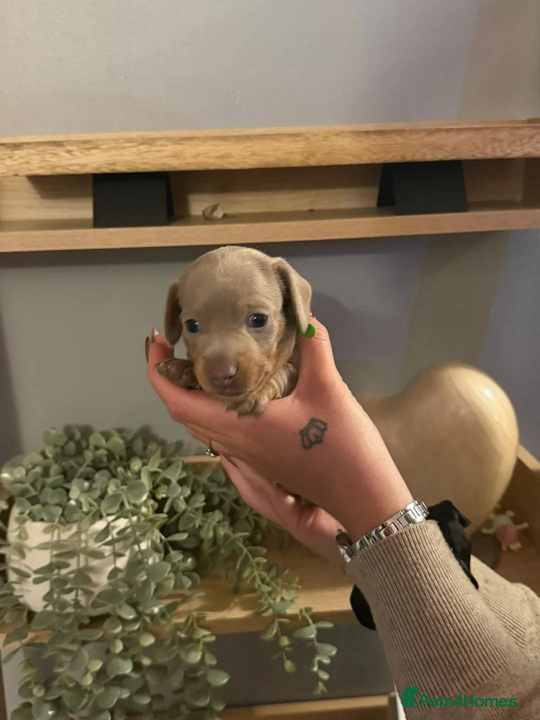Miniature Dachshund dogs for sale: Beautiful miniature Dachshund puppies - Advert 17
