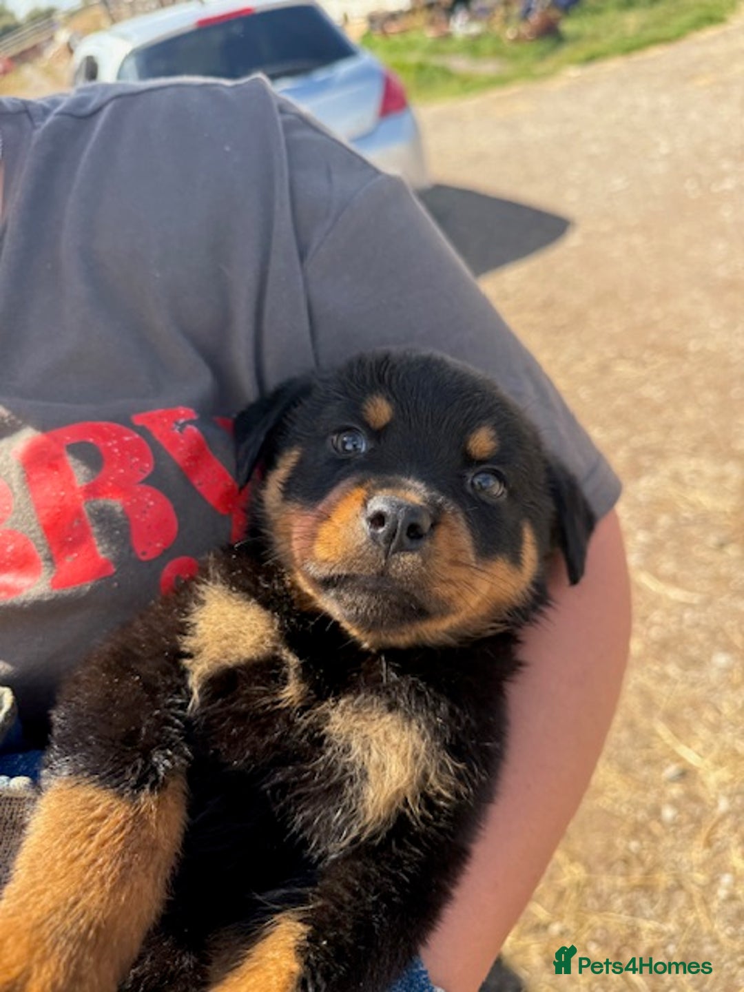 Rottweiler dogs for sale: beautiful pedigree rottweilers  - Image 31