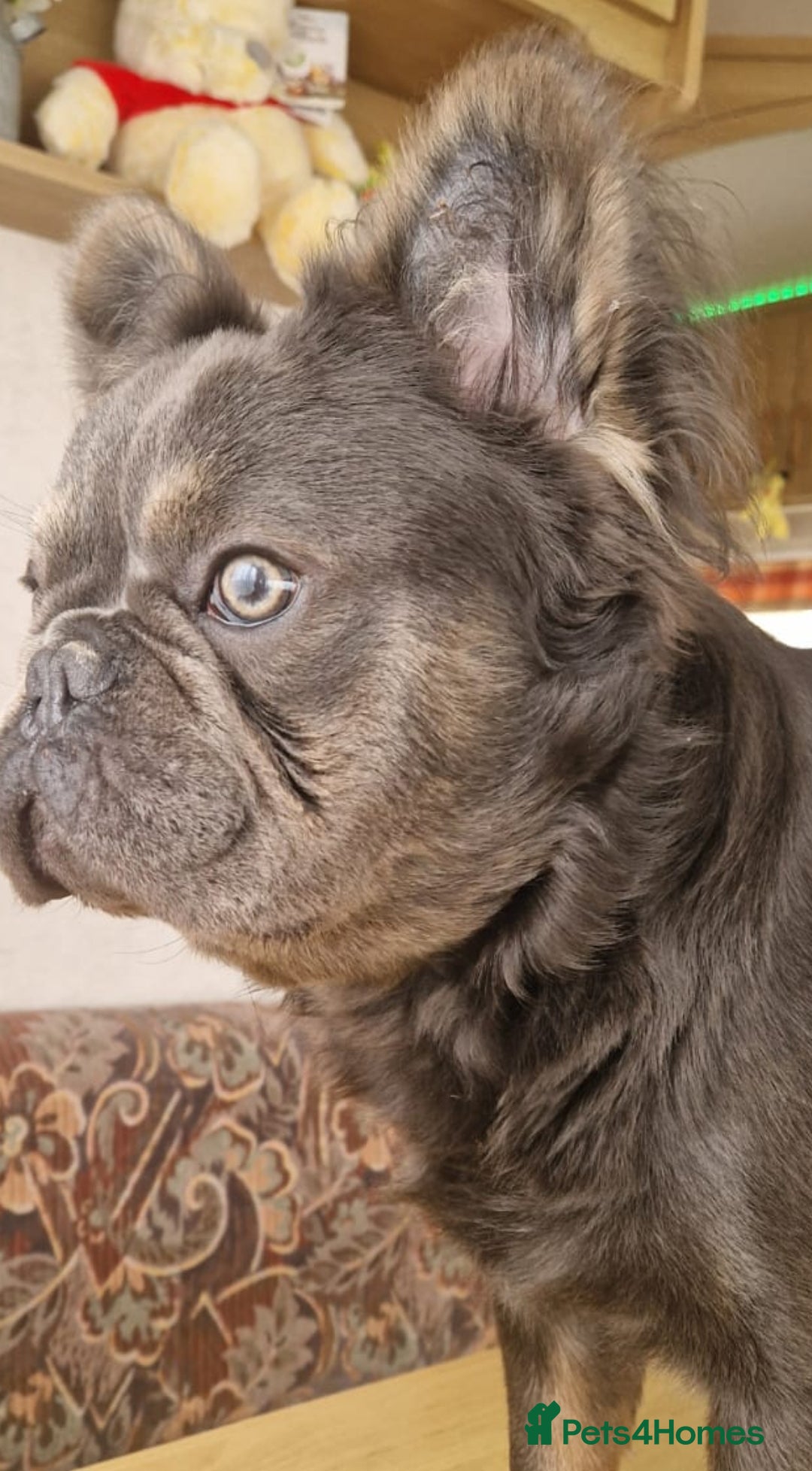 French Bulldog dogs for sale: Fluffy French bulldog  - Advert 4