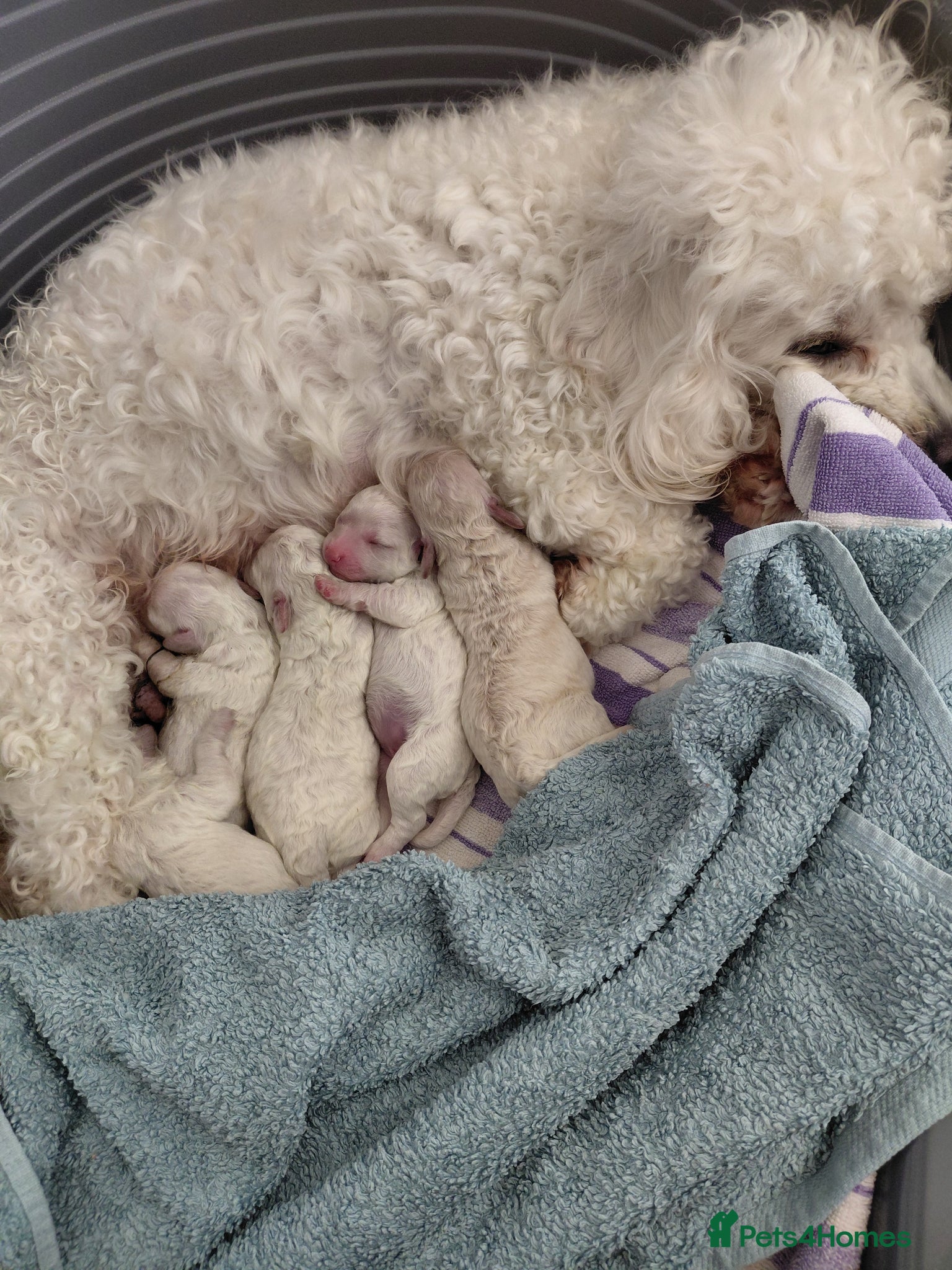 Poochon dogs Precious home bred Poochon puppies - Advert 1