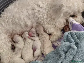 Poochon dogs Precious home bred Poochon puppies - Advert 11