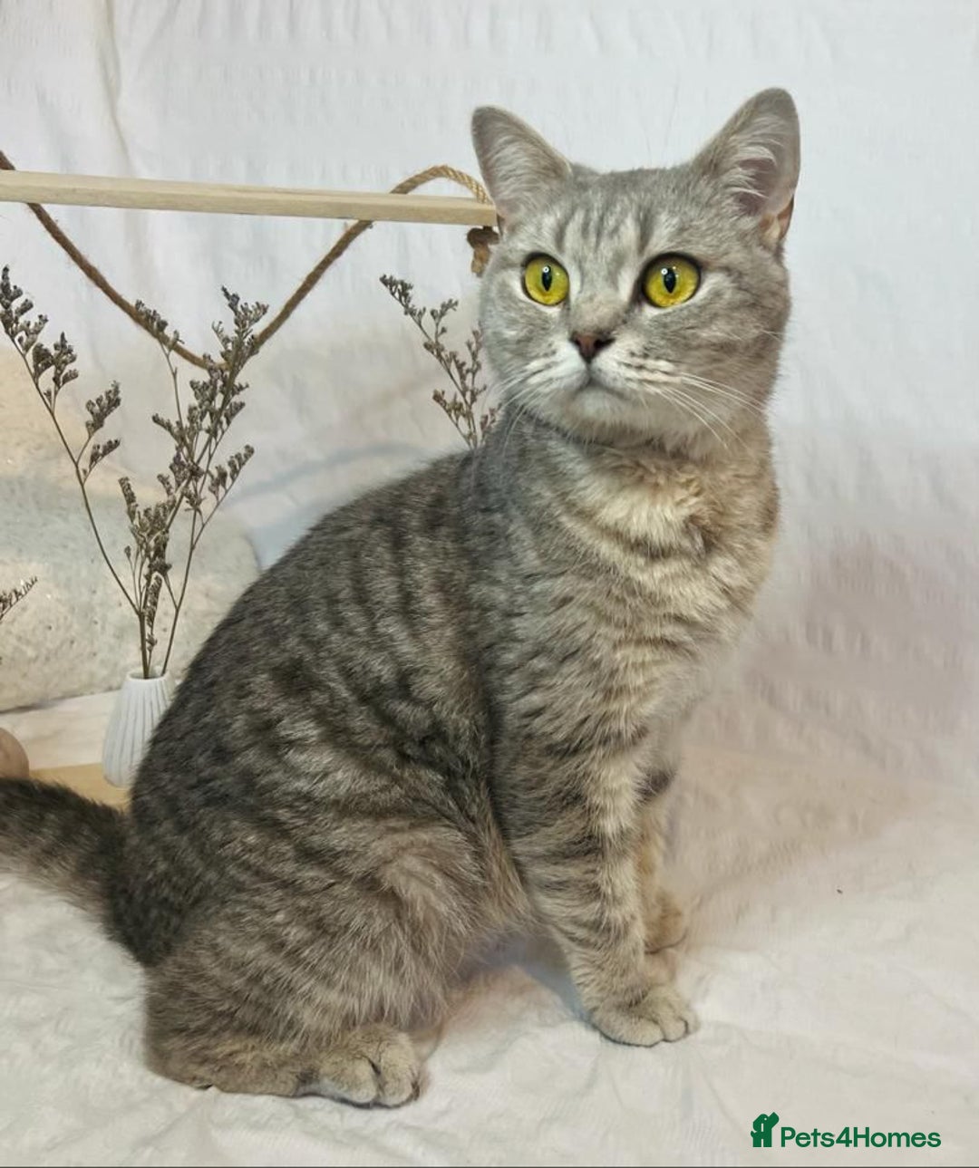 British Shorthair cats for sale: 🐾 Purebred BSH Kittens 🐾 - Advert 11