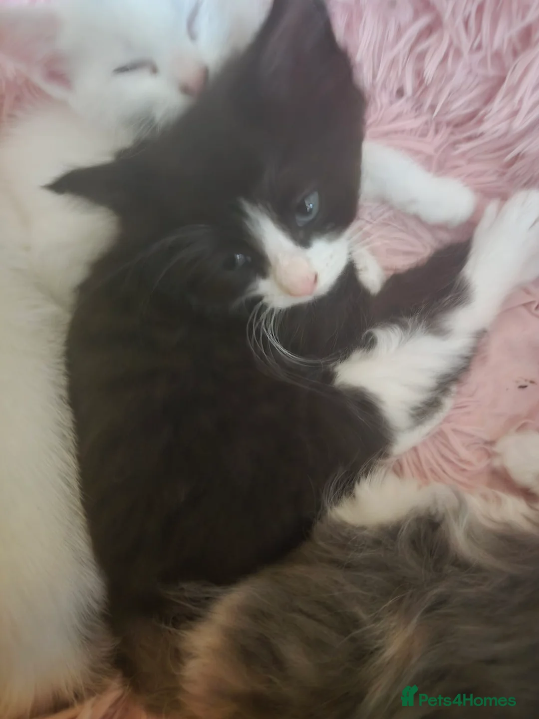 British Shorthair cats for sale: British Short Hair/ Maine Coon Cross - Advert 5