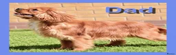 Cavapoo dogs for sale: Gorgeous cavapoo puppies from DNA tested parents - Advert 37