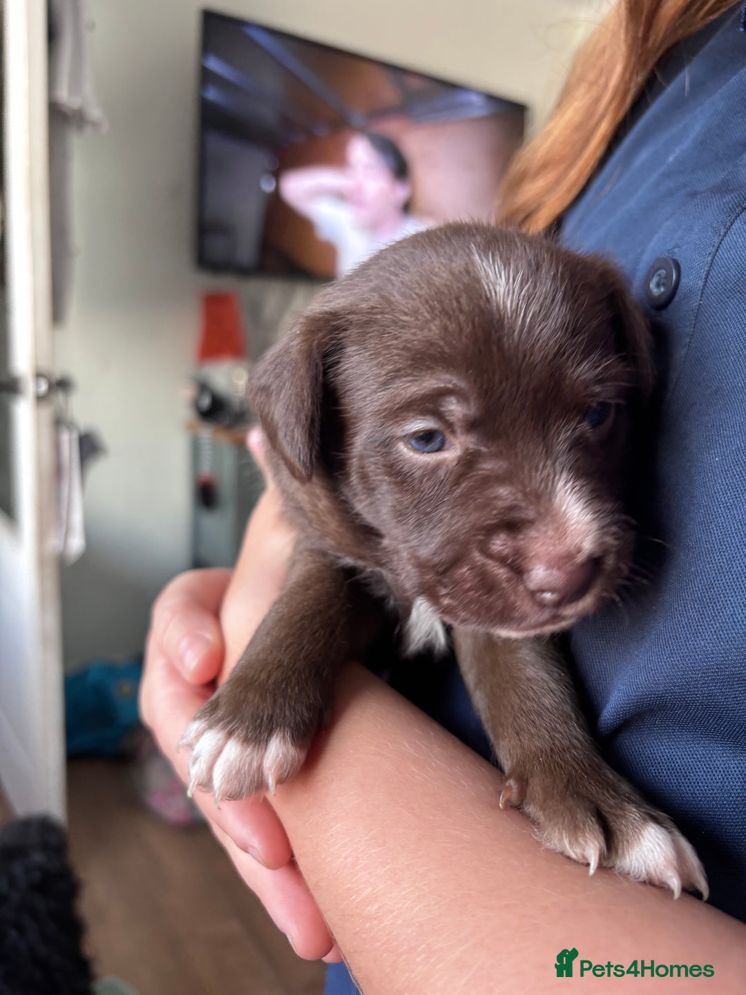Mixed Breed dogs for sale: Staff x cockapoo puppies  - Image 7