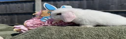 Mini Lop rabbits for sale: Mini Lops - Bucks  - Advert 9