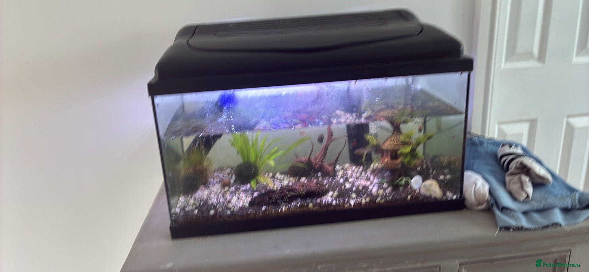 Shrimps fish fish tank with fish and acessories - Advert 13