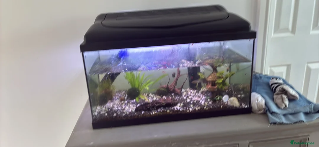 Shrimps fish for sale: fish tank with fish and acessories in Stafford - Advert 1