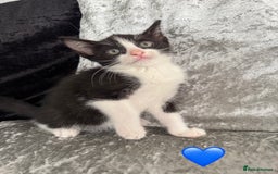 Mixed Breed cats for sale: Cute Kittens (all available) 5 female and 4 male - Image 7