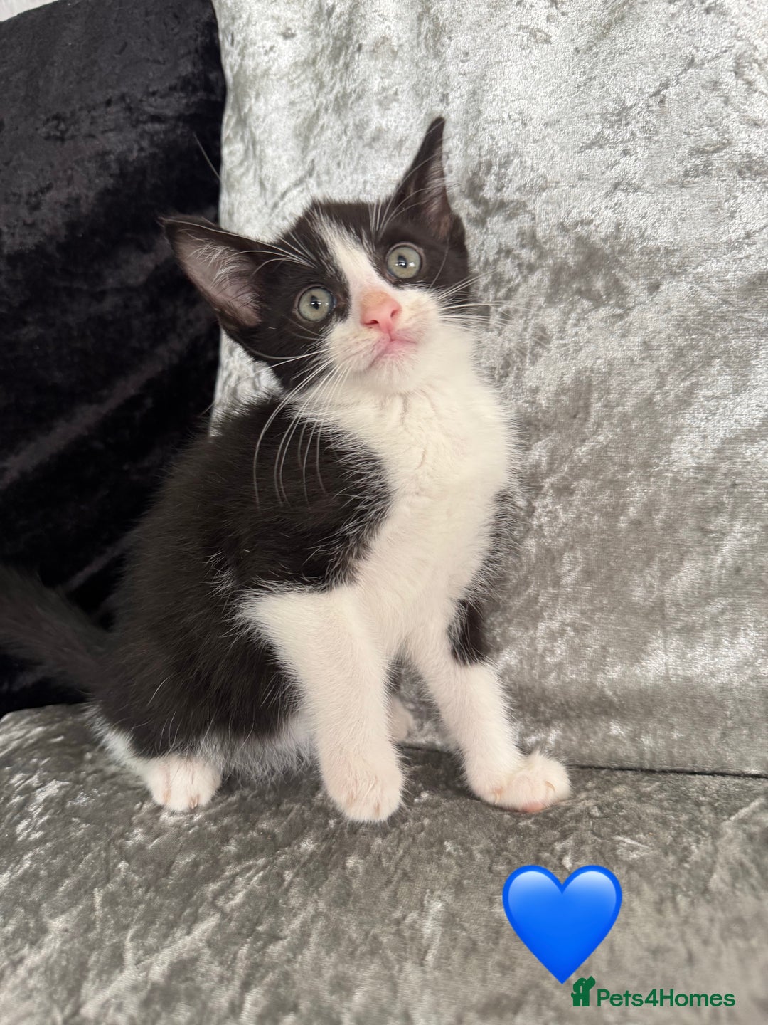 Mixed Breed cats for sale: Cute Kittens (all available) 5 female and 4 male - Image 7