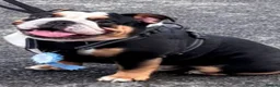English Bulldog dogs for stud: 🔥💎 EXCLUSIVE BLACK TRI STUD SERVICE 💎🔥 in Sunderland - Advert 3