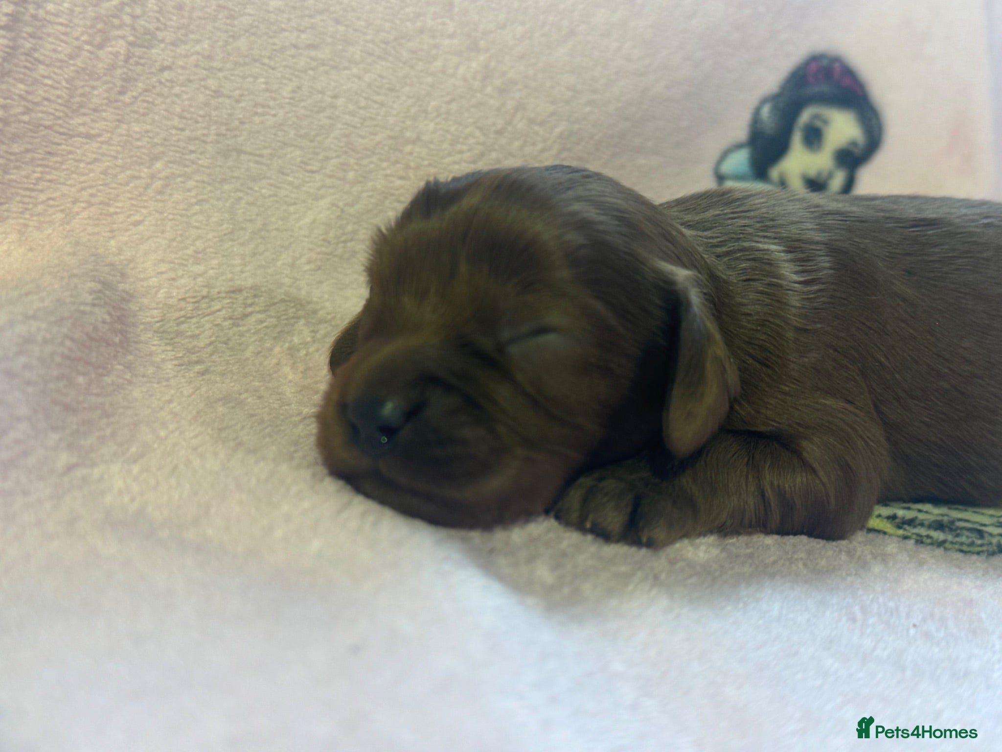 Cavapoo dogs Stunning Cavapoo puppies including party colours  - Advert 9