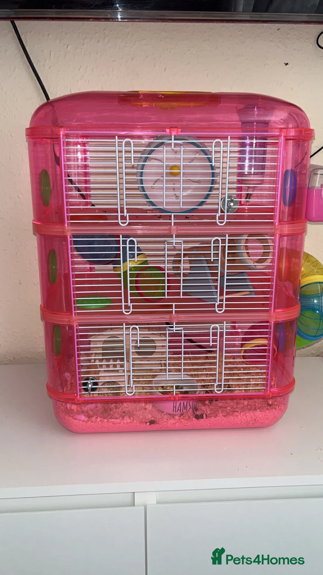 Hamster rodents for sale: Russian dwarf hamster  - Advert 2