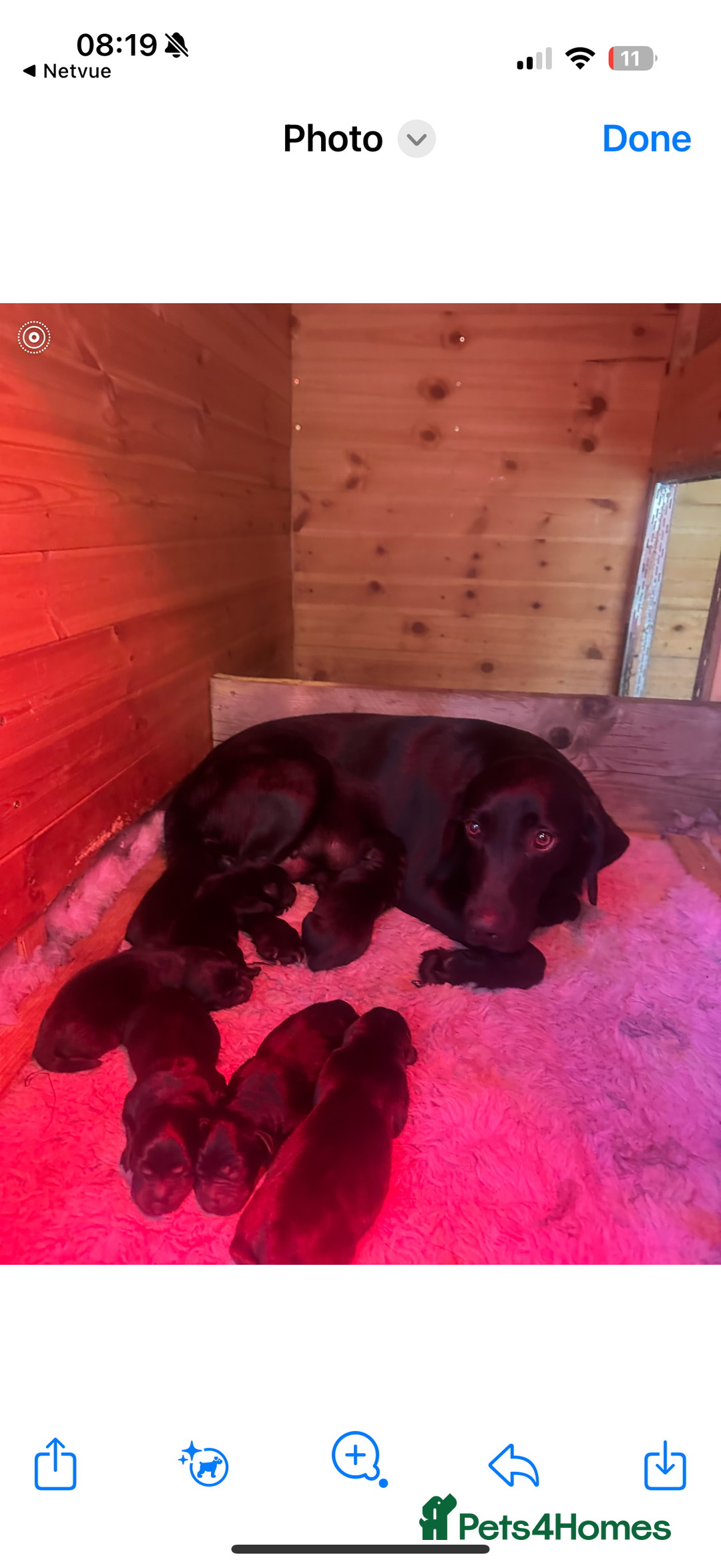 Labrador Retriever dogs for sale: Black labradors  - Image 23