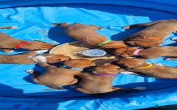 Boxer dogs for sale: *** ONLY 2 LEFT!!! *** - Image 25