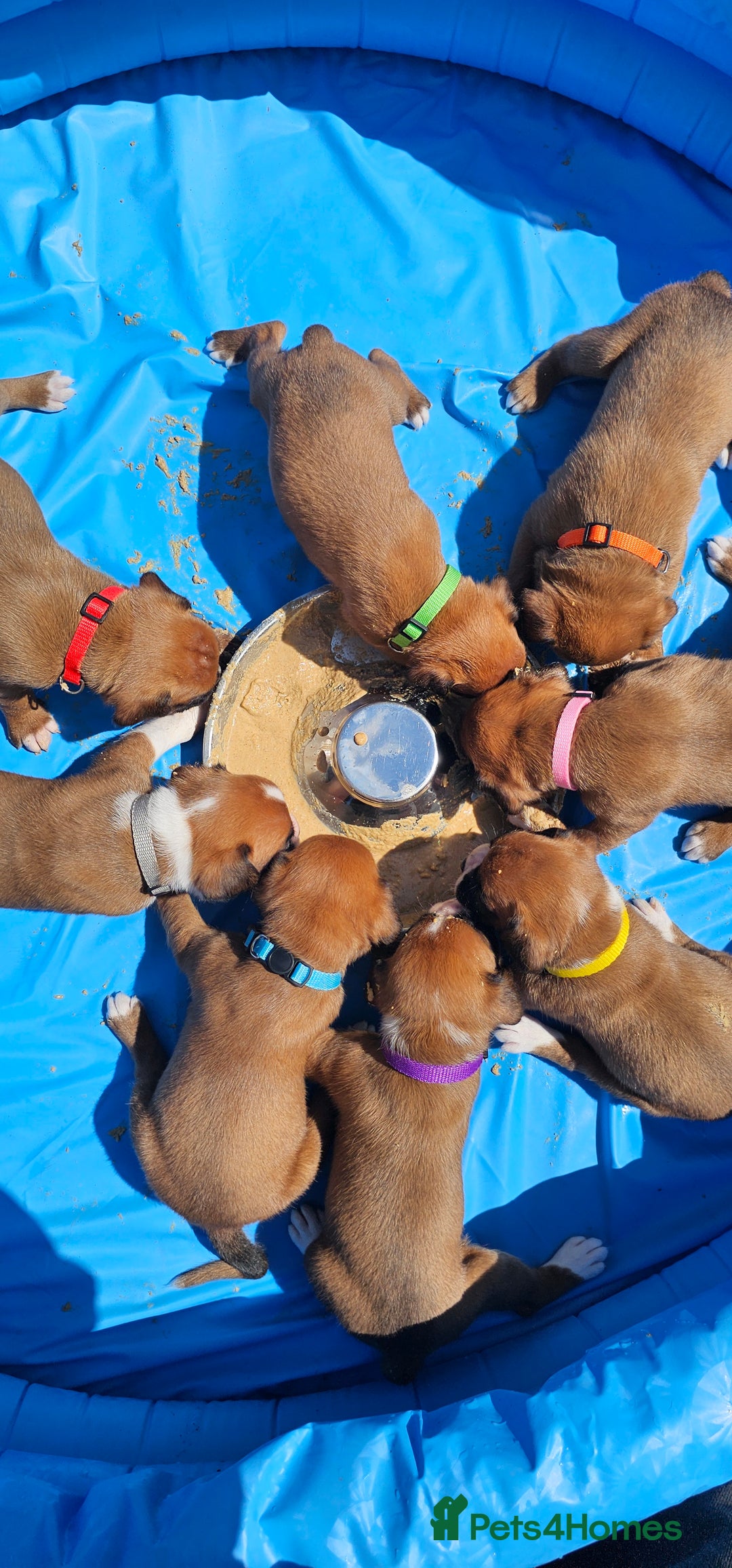 Boxer dogs for sale: *** ONLY 2 LEFT!!! *** - Image 25