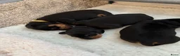 Dachshund dogs for sale: Talulahs and Theo’s 3 babies  - Advert 12