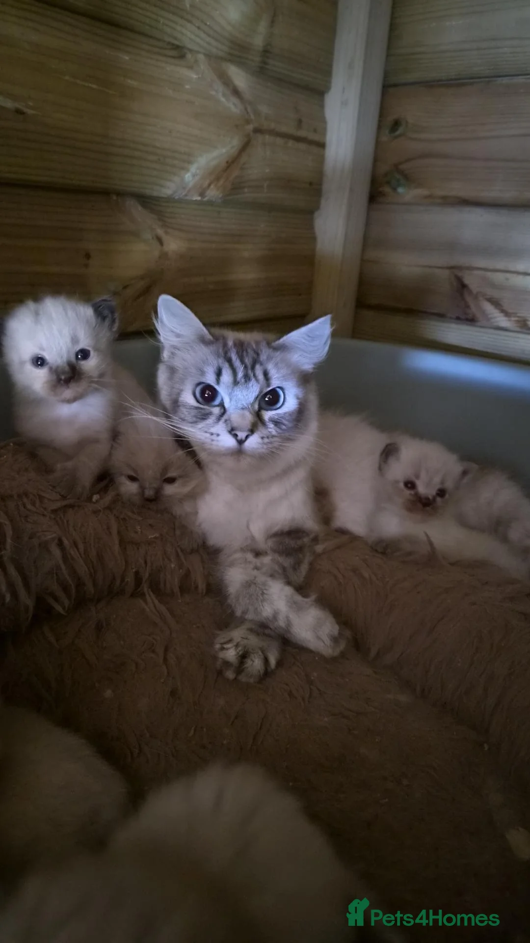 Ragdoll cats for sale: Ragdoll kittens READY NOW - Advert 2