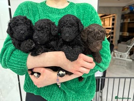 Standard Poodle dogs 4 GORGEOUS boys available KC registered S. Poodle - Advert 1