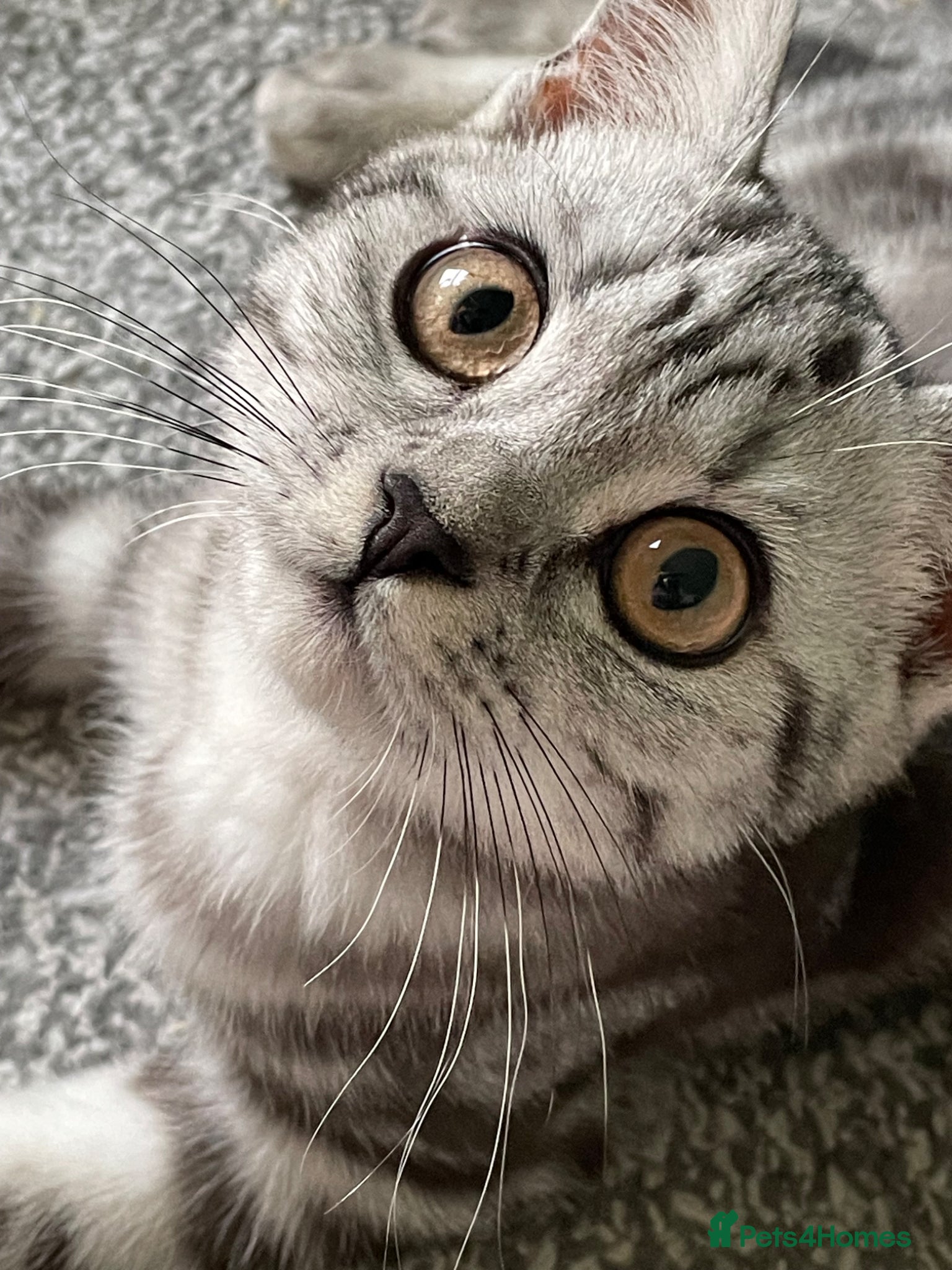 British Shorthair cats GCCF British Shorthair 💙 BOY - Advert 1