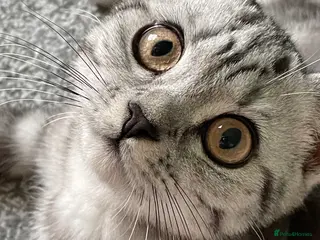 British Shorthair cats for sale: GCCF British Shorthair 💙 BOY - Advert 2