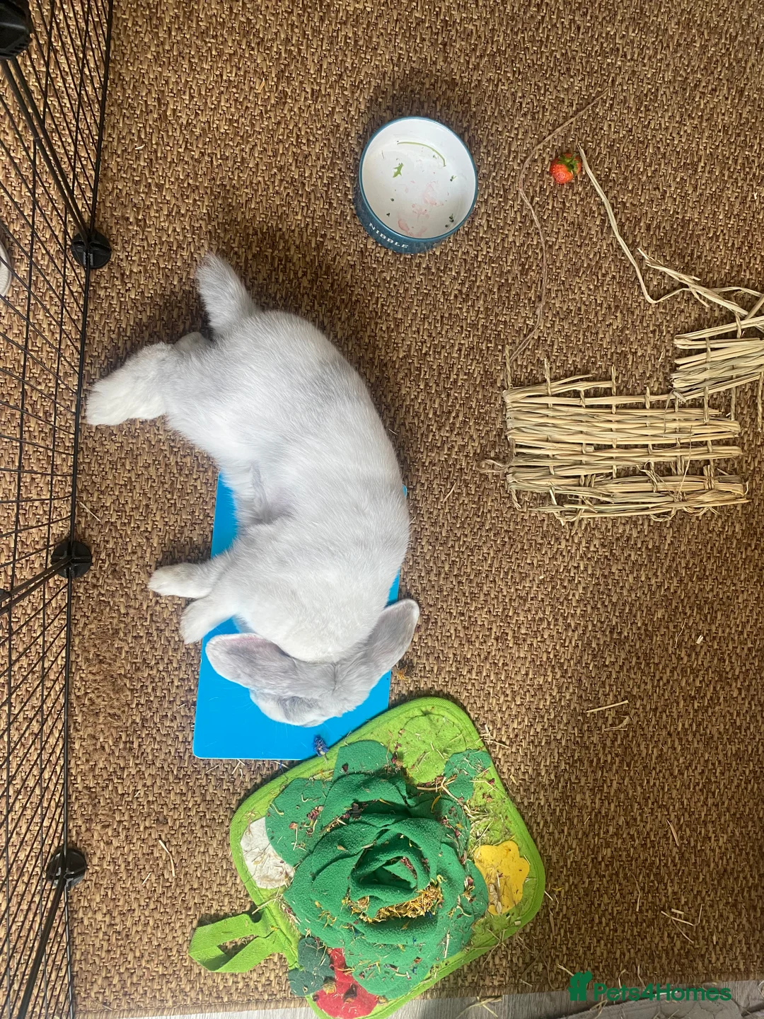 Mini Lop rabbits for sale: Adorable free roam indoor female rabbit - Advert 7