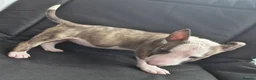 English Bull Terrier dogs for sale: English Bull pups ready to leave - Advert 3