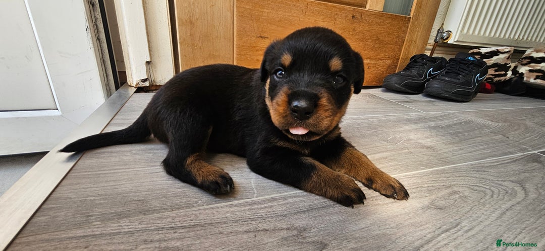 Rottweiler dogs for sale: Absolutely gorgeous rottweiler puppies - Image 7