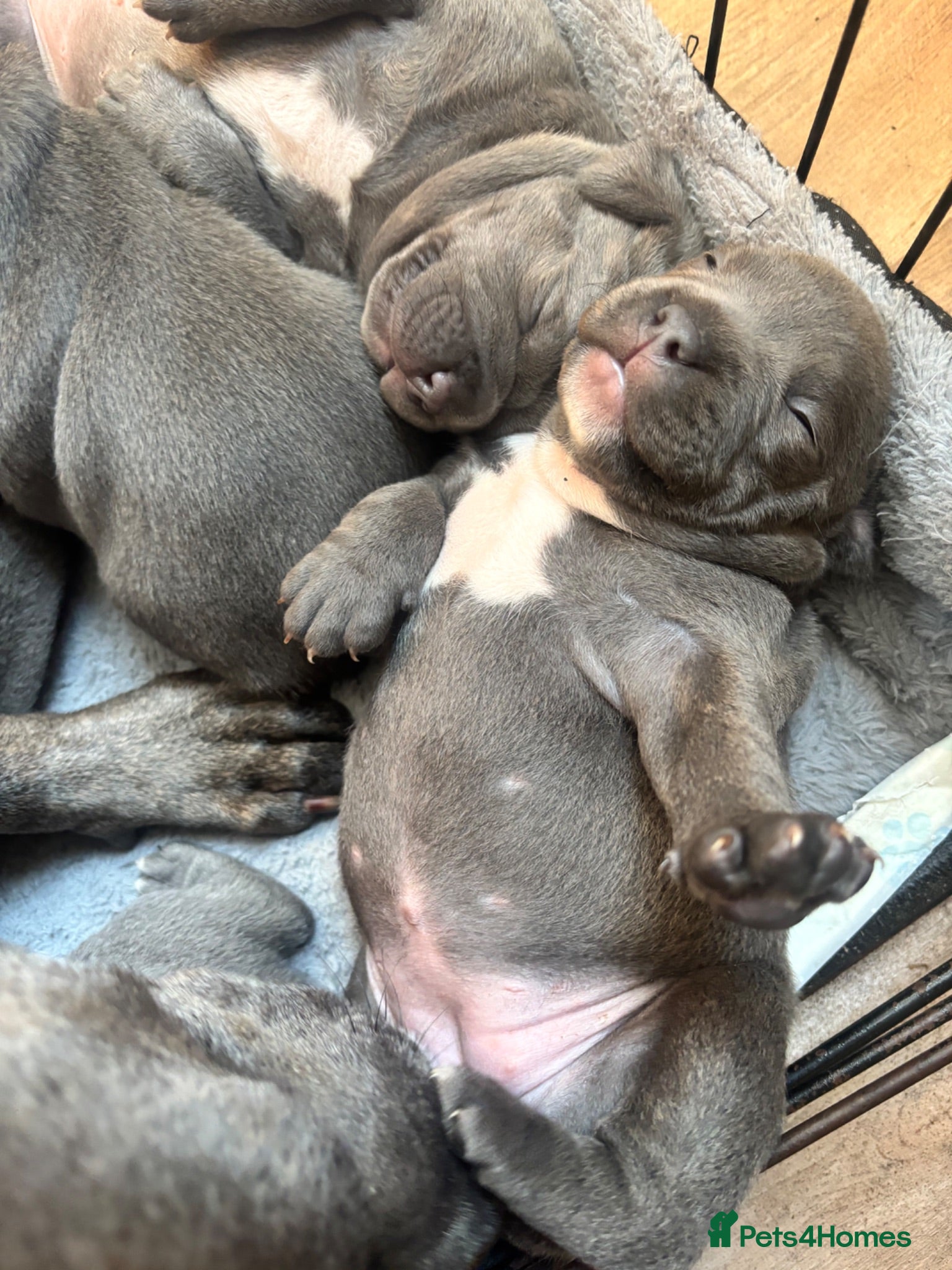 Staffordshire Bull Terrier dogs Staffordshire Bull Terrier pups - Advert 11