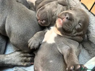 Staffordshire Bull Terrier dogs Staffordshire Bull Terrier pups - Advert 5