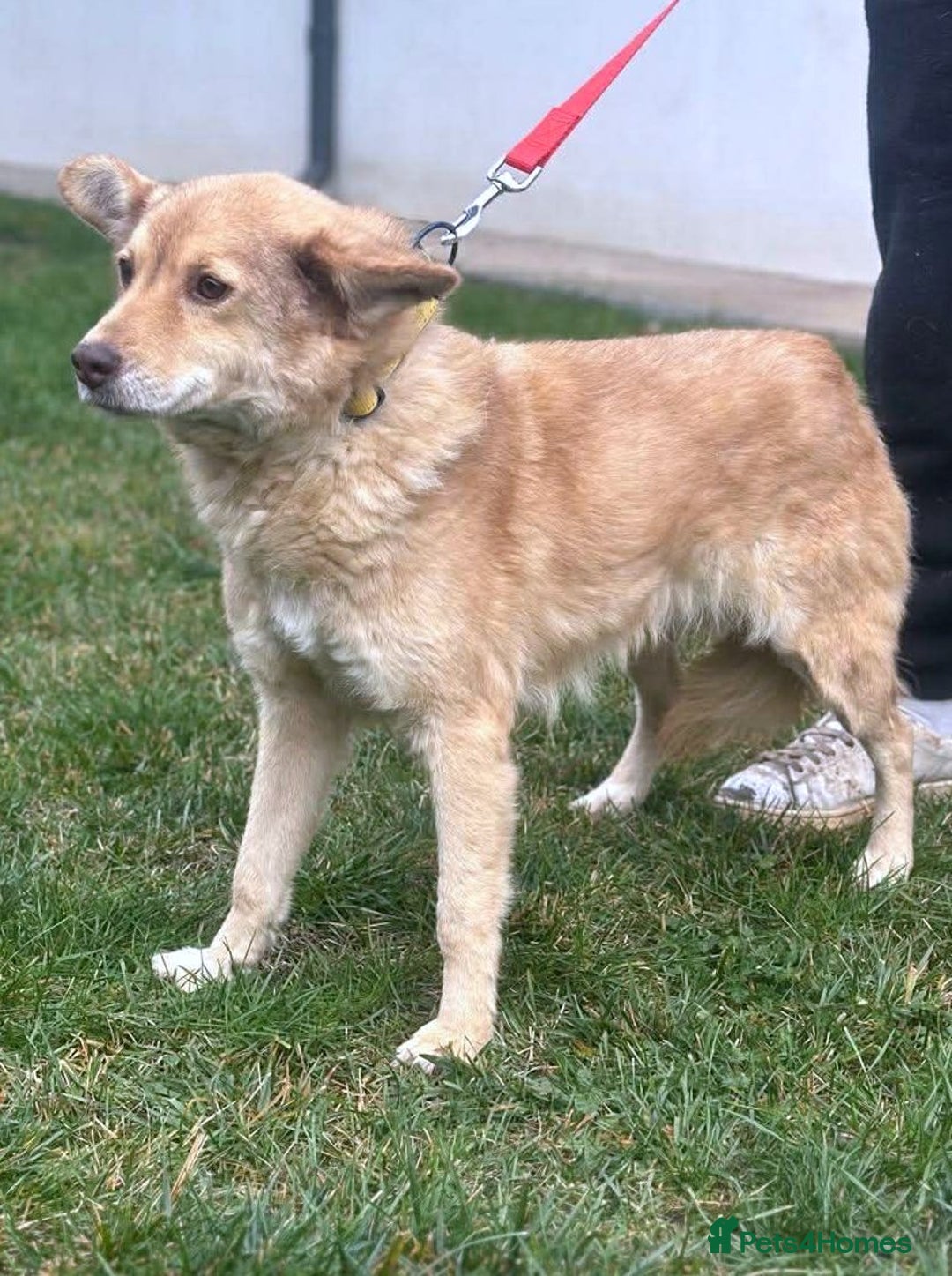 Mixed Breed dogs for adoption: ✨ Elena – a sweet girl with the softest heart ✨ - Advert 3